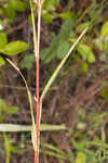 Narrowleaf primrose-willow